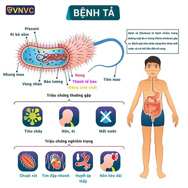 Thổ Tả , Cách Phòng Ngừa Chữa Trị Từ Hạt Sẻn Trong Y Học Cổ Truyền Thổ Tả , Cách Phòng Ngừa Chữa Trị Từ Hạt Sẻn Trong Y Học Cổ Truyền