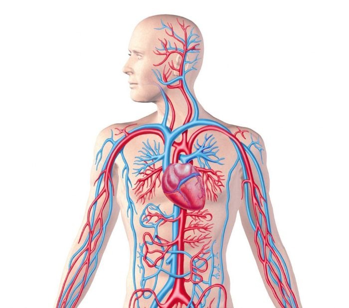 Cải Thiện Tuần Hoàn Máu Nhờ Sử Dụng Đương Quy Đúng Cách , Hiệu Quả Bất Ngờ Cải Thiện Tuần Hoàn Máu Nhờ Sử Dụng Đương Quy Đúng Cách , Hiệu Quả Bất Ngờ