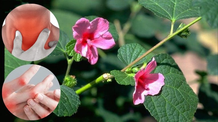 Chữa Trị Phong Thấp , Lợi Thấp GIải Pháp Tự Nhiên Từ Cây Ké Hoa Đào Chữa Trị Phong Thấp , Lợi Thấp GIải Pháp Tự Nhiên Từ Cây Ké Hoa Đào
