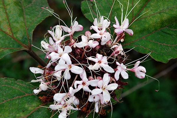 Bạch Đồng Nữ: Bí Quyết Chăm Sóc Sức Khỏe Tự Nhiên Bạch Đồng Nữ: Bí Quyết Chăm Sóc Sức Khỏe Tự Nhiên