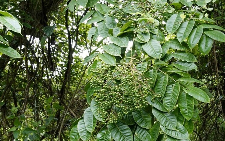 Hạt Sẻn ( Mắc Khén ) Từ Gia Vị Độc Đáo Đến Lợi Ích Cho Sức Khoẻ Hạt Sẻn ( Mắc Khén ) Từ Gia Vị Độc Đáo Đến Lợi Ích Cho Sức Khoẻ