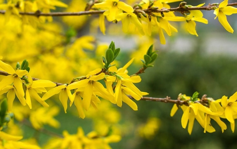 Giải Pháp Cho Người Cao Huyết Áp Từ Tự Nhiên : Cây Liên Kiều Giải Pháp Cho Người Cao Huyết Áp Từ Tự Nhiên : Cây Liên Kiều