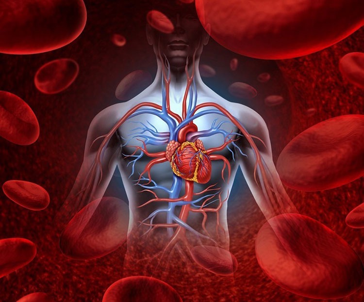 Thói Quen Giúp Ổn Định Huyết Áp , Giảm Cholesterol Trong Máu Từ Bài Thốc Hoàng Đằng Thói Quen Giúp Ổn Định Huyết Áp , Giảm Cholesterol Trong Máu Từ Bài Thốc Hoàng Đằng