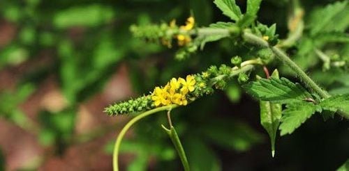 Giới Thiệu Về Cây Long Nha Thảo Công Dụng Đối Với Sức Khoẻ Con Người Giới Thiệu Về Cây Long Nha Thảo Công Dụng Đối Với Sức Khoẻ Con Người