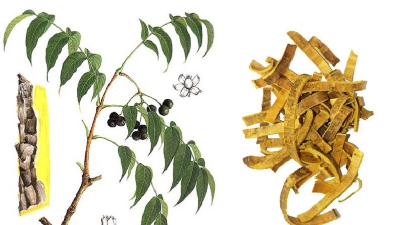 Dược Liệu Tự Nhiên Hỗ Trợ Sức Khoẻ: Cây Hoàng Bá Dược Liệu Tự Nhiên Hỗ Trợ Sức Khoẻ: Cây Hoàng Bá
