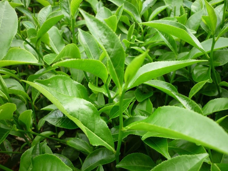 Cây Chè Công Dụng , Lợi Ích Đối Với Sức Khoẻ Cây Chè Công Dụng , Lợi Ích Đối Với Sức Khoẻ