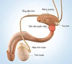 Tác Dụng Của Cỏ Nhọ Nồi Trong Việc Chữa Viêm Tuyến Tiền Liệt Tác Dụng Của Cỏ Nhọ Nồi Trong Việc Chữa Viêm Tuyến Tiền Liệt