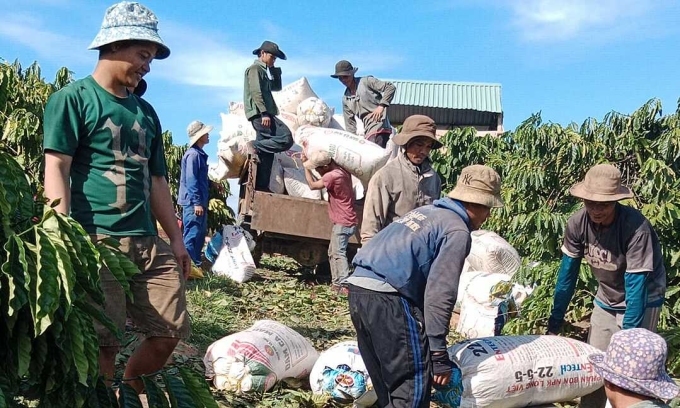 Durian, coffee farmers rake in big bucks in 2024 on rising prices, bumper crop