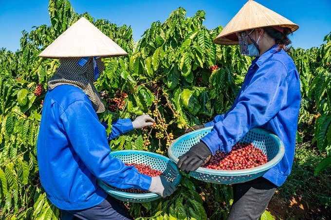 Vietnam is the third largest coffee supplier to China