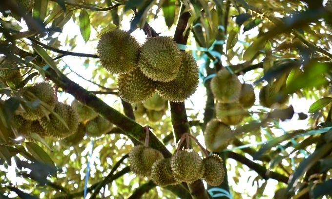 China durian imports hit record-high as Vietnam, Malaysia battle Thailand for market share