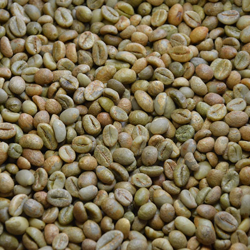 Robusta Coffee 2