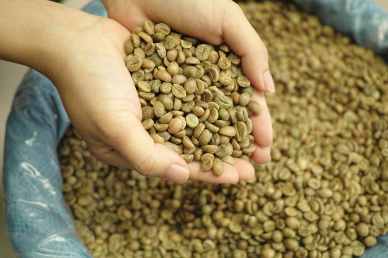 Robusta  Honey (Chín 95% - 100%)- Green