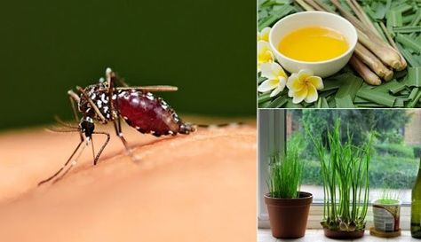 23 cách đuổi muỗi và diệt muỗi trong phòng ngủ hiệu quả nhất