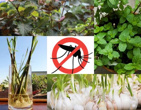 Các cách đuổi muỗi, diệt muỗi hiệu quả cho cả gia đình