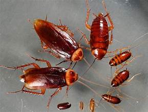 16 mẹo đuổi/diệt kiến đơn giản và hiệu quả