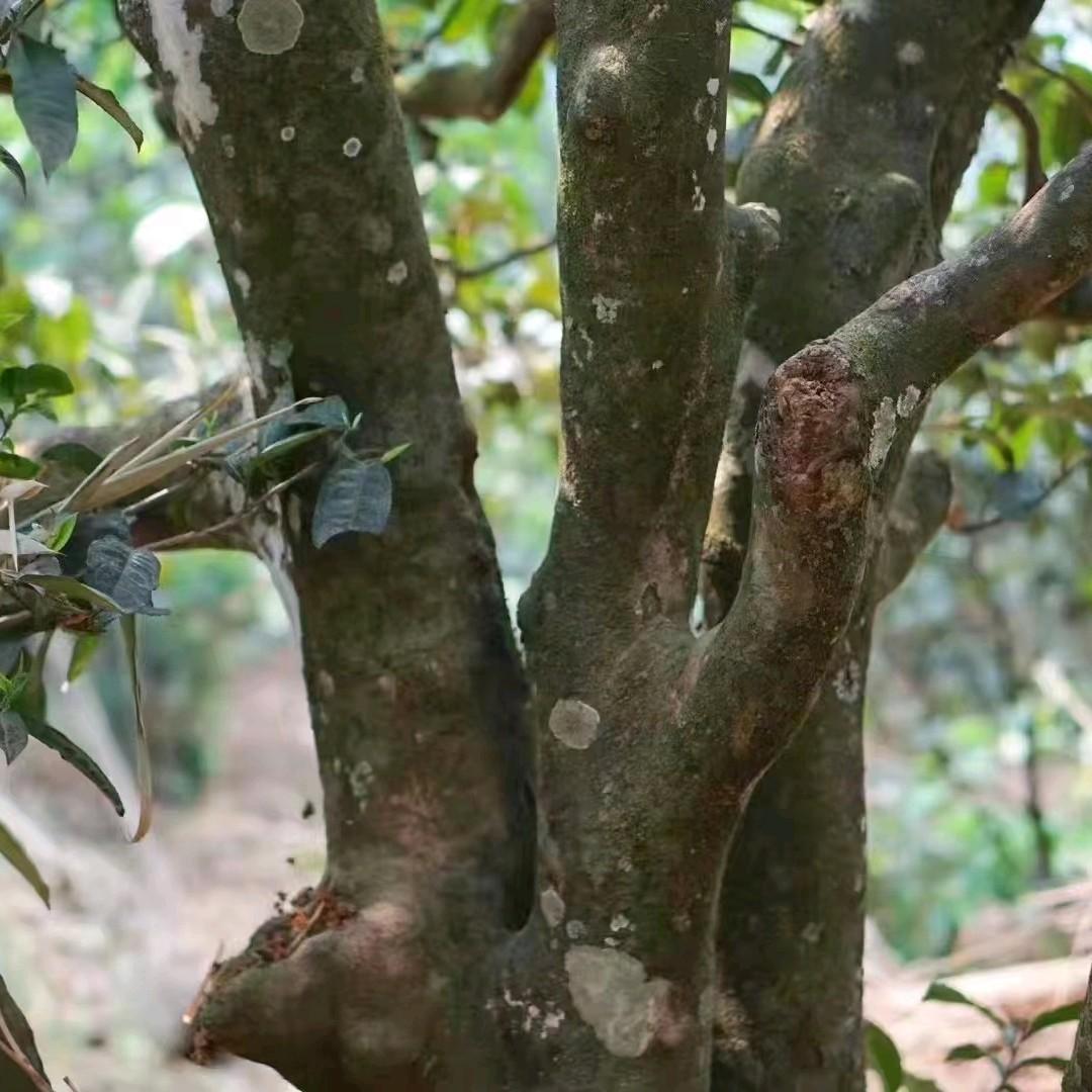 Phổ Nhĩ Sống Băng Đảo hàng chính gốc Lão Trại.