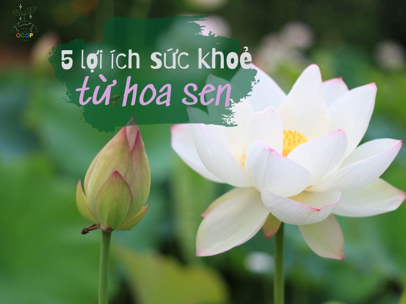 5 LỢI ÍCH SỨC KHOẺ TỪ CÂY SEN 