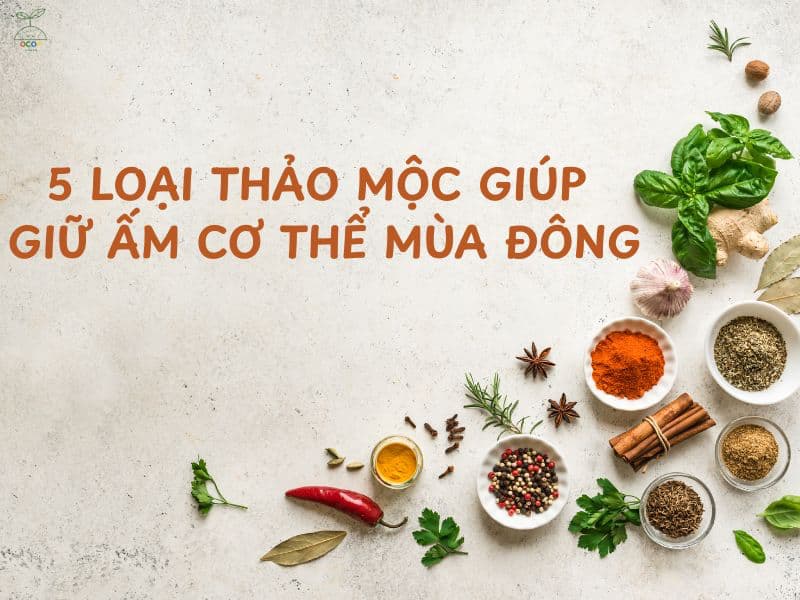 5 THẢO MỘC VÀNG GIỮ ẤM CƠ THỂ MÙA ĐÔNG