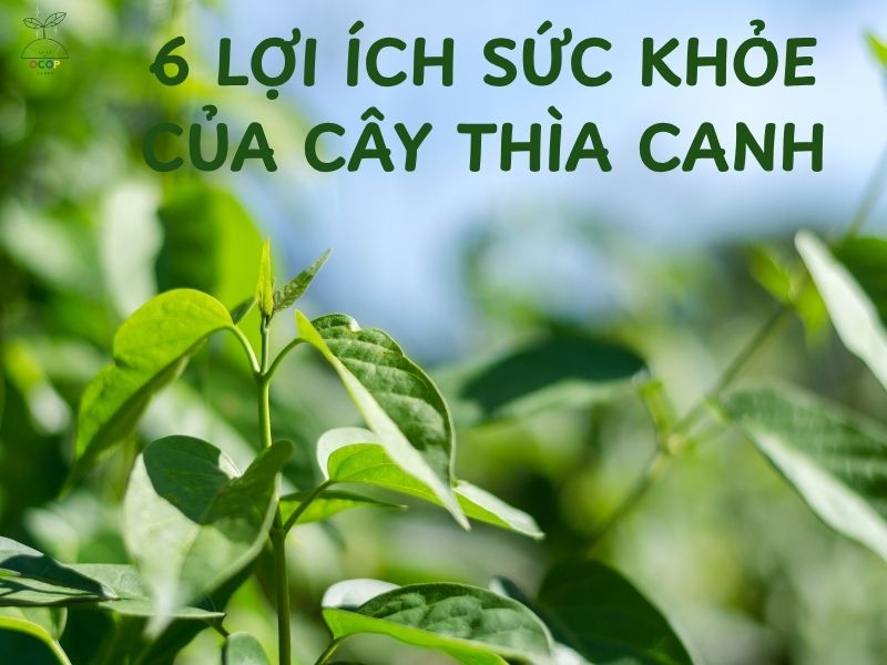 CÂY THÌA CANH - 6 LỢI ÍCH TUYỆT VỜI CHO SỨC KHỎE