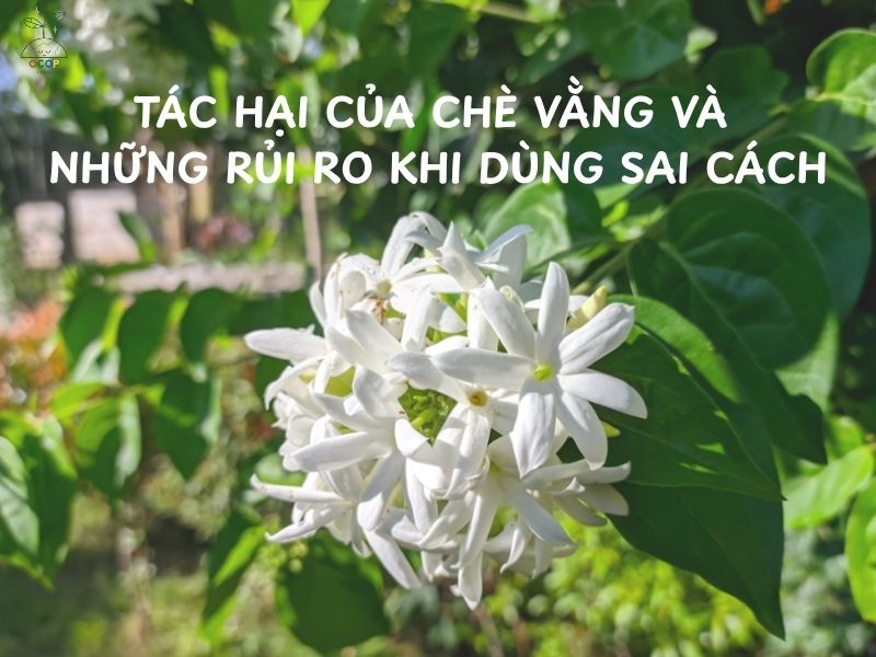 TÁC HẠI CỦA CHÈ VẰNG VÀ NHỮNG RỦI RO KHI DÙNG SAI CÁCH