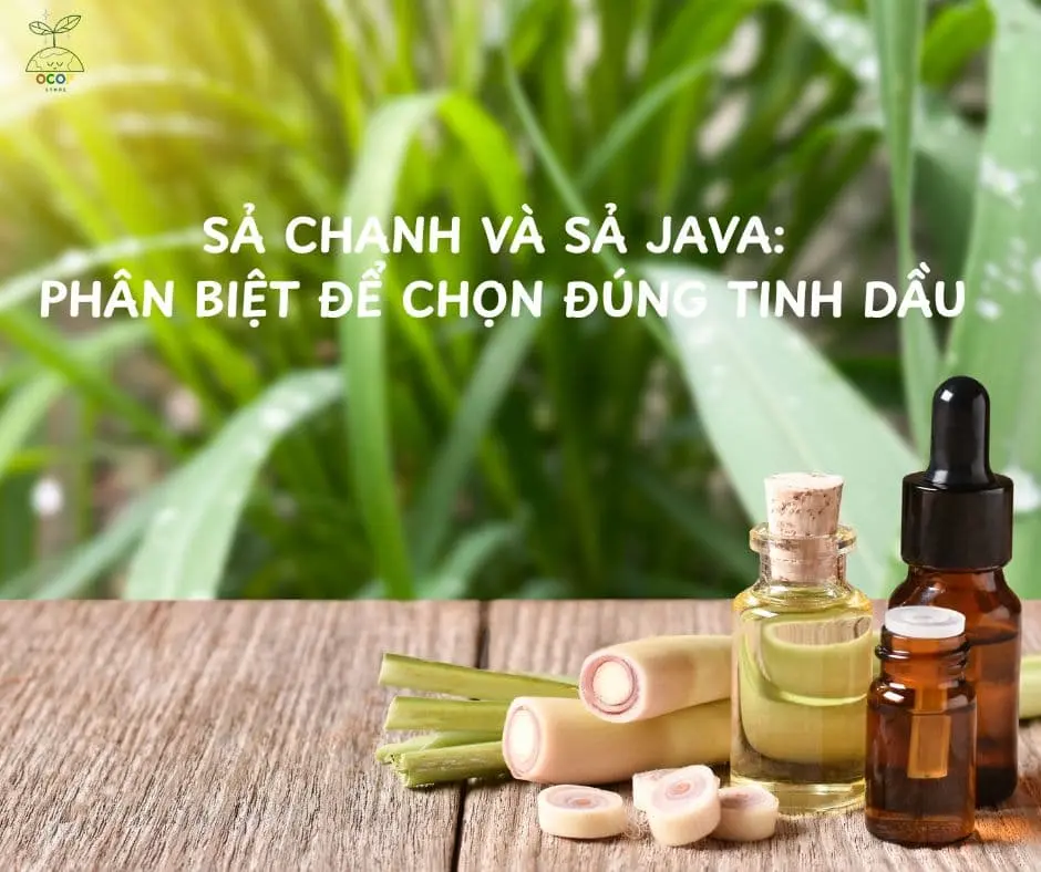 PHÂN BIỆT TINH DẦU SẢ CHANH VÀ SẢ JAVA