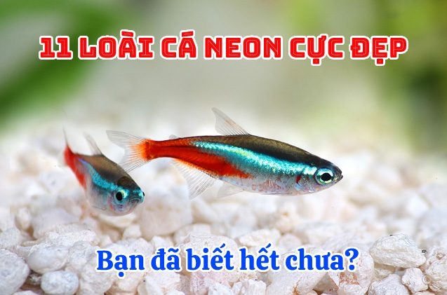 11 loài cá Neon cực đẹp bạn đã biết chưa?