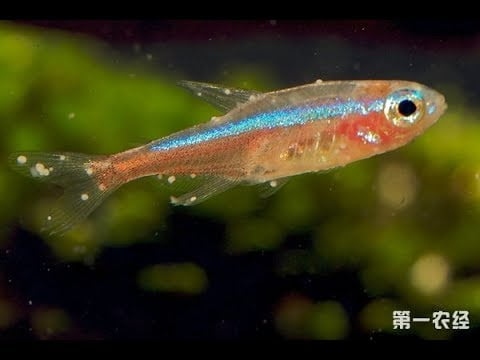 Bệnh Đốm Trắng Cá Cảnh Và Cách Chữa Rất Hiệu Qủa
