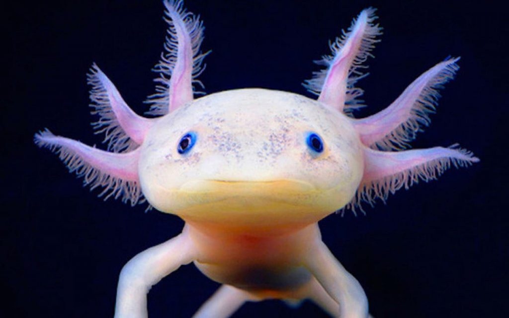 Cá Axolotl - Cách nuôi và chăm sóc cá khủng long 6 sừng