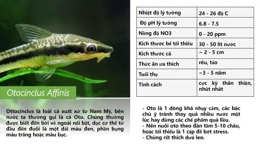 8 dòng cá dọn bể chăm chỉ mà người chơi cá phải biết