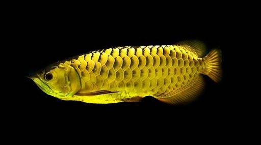 Cá rồng quá bối - Yếu tố gì quyết định màu sắc của chúng?