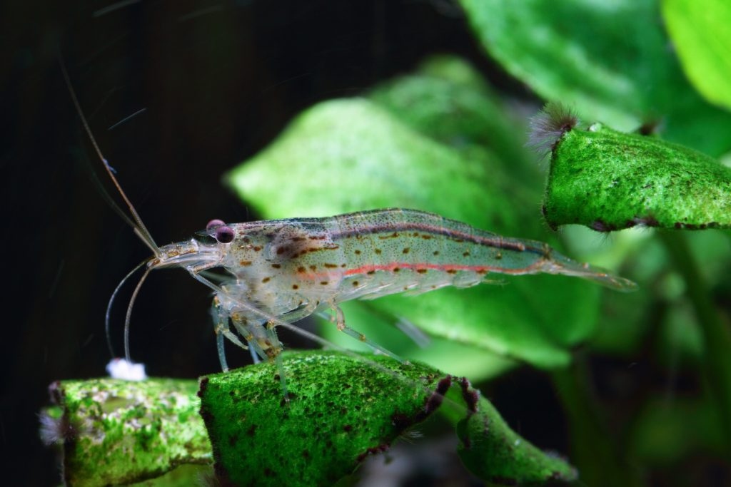 Tép Yamato (Amano Shrimp) dọn và ăn rêu hại cực tốt