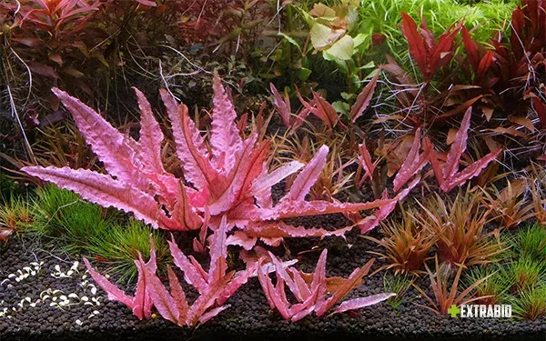 Cây thủy sinh Tiêu Thảo - Cryptocoryne wendtii Red