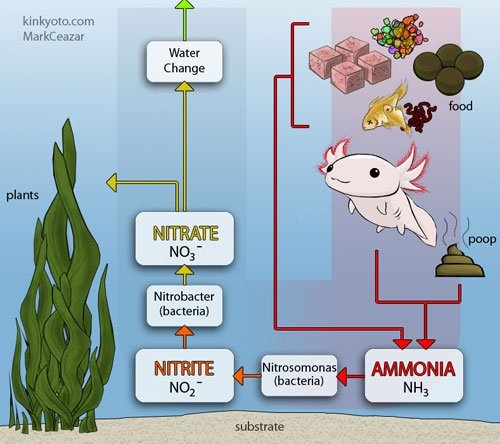 Chu trình nitơ hoạt động như thế nào (Nitrogen Cycle)