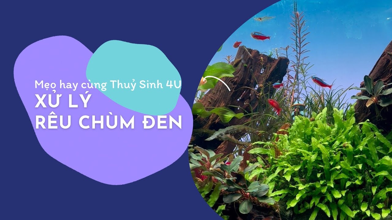 Diệt Rêu Chùm Đen hiệu quả sau 3 tiếng xử lý