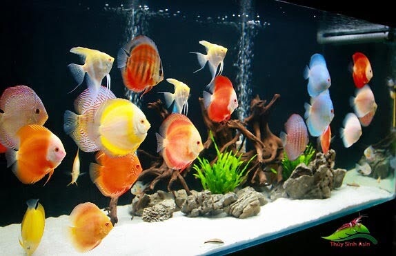 9 cách làm trong nước bể cá cảnh đơn giản