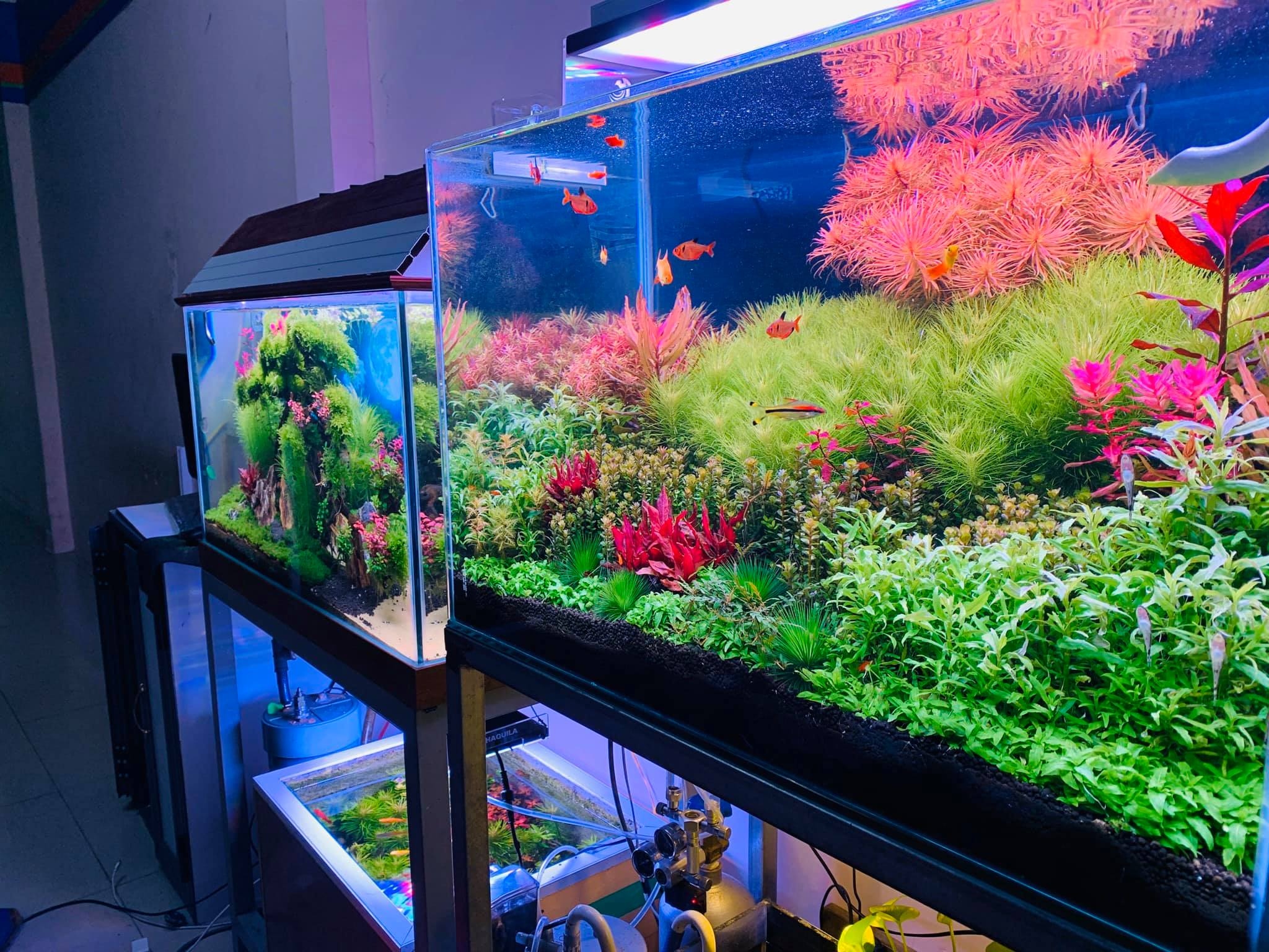 Các nguyên nhân gây đục hồ thủy sinh, cá cảnh