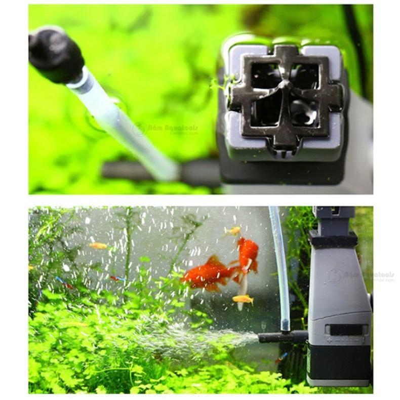 Váng hồ thủy sinh - Nguyên nhân và cách khắc phục
