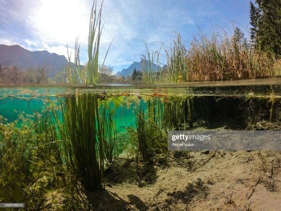 Biotope là gì? Các hình thái của phong cách Biotope