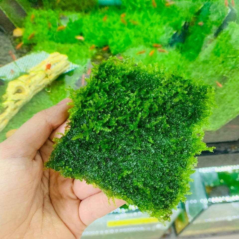 5 loại rêu thủy sinh được yêu thích nhất tại Việt Nam