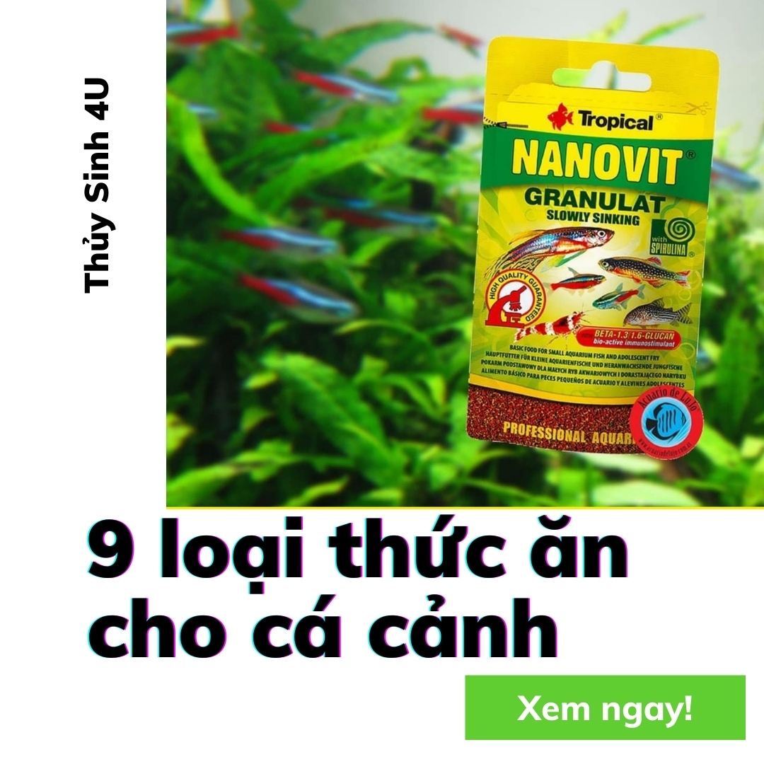 9 loại thức ăn cho cá cảnh thủy sinh tốt và kích màu cá nhanh