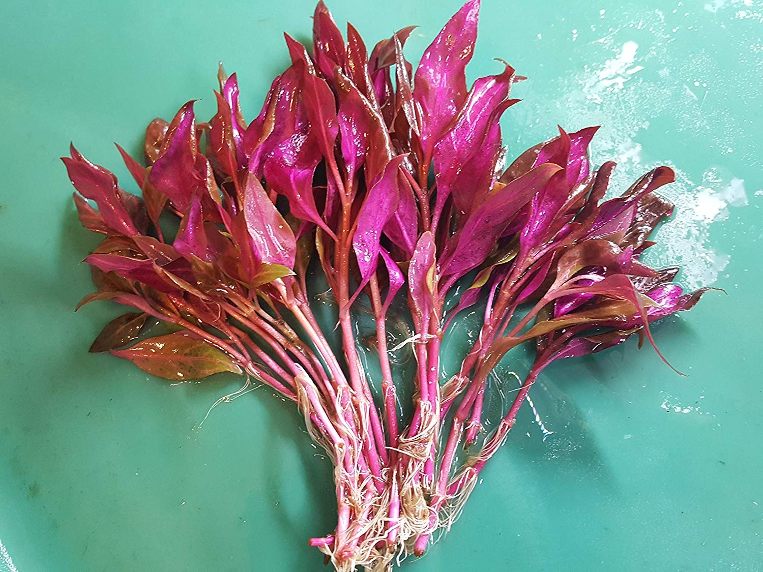 Cây Thủy Sinh Huyết Tâm Lan: Vẻ Đẹp Rực Rỡ Cho Bể Cá Của Bạn