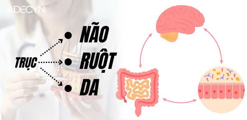 Trục “não – ruột – da”