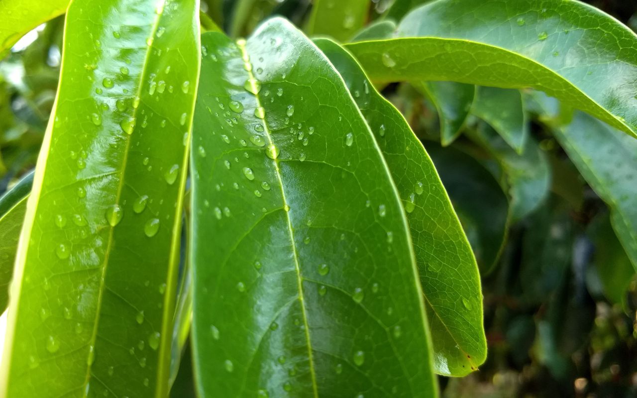 Giá Bán Trà Mãng Cầu Xiêm: Mua Ở Đâu Uy Tín?