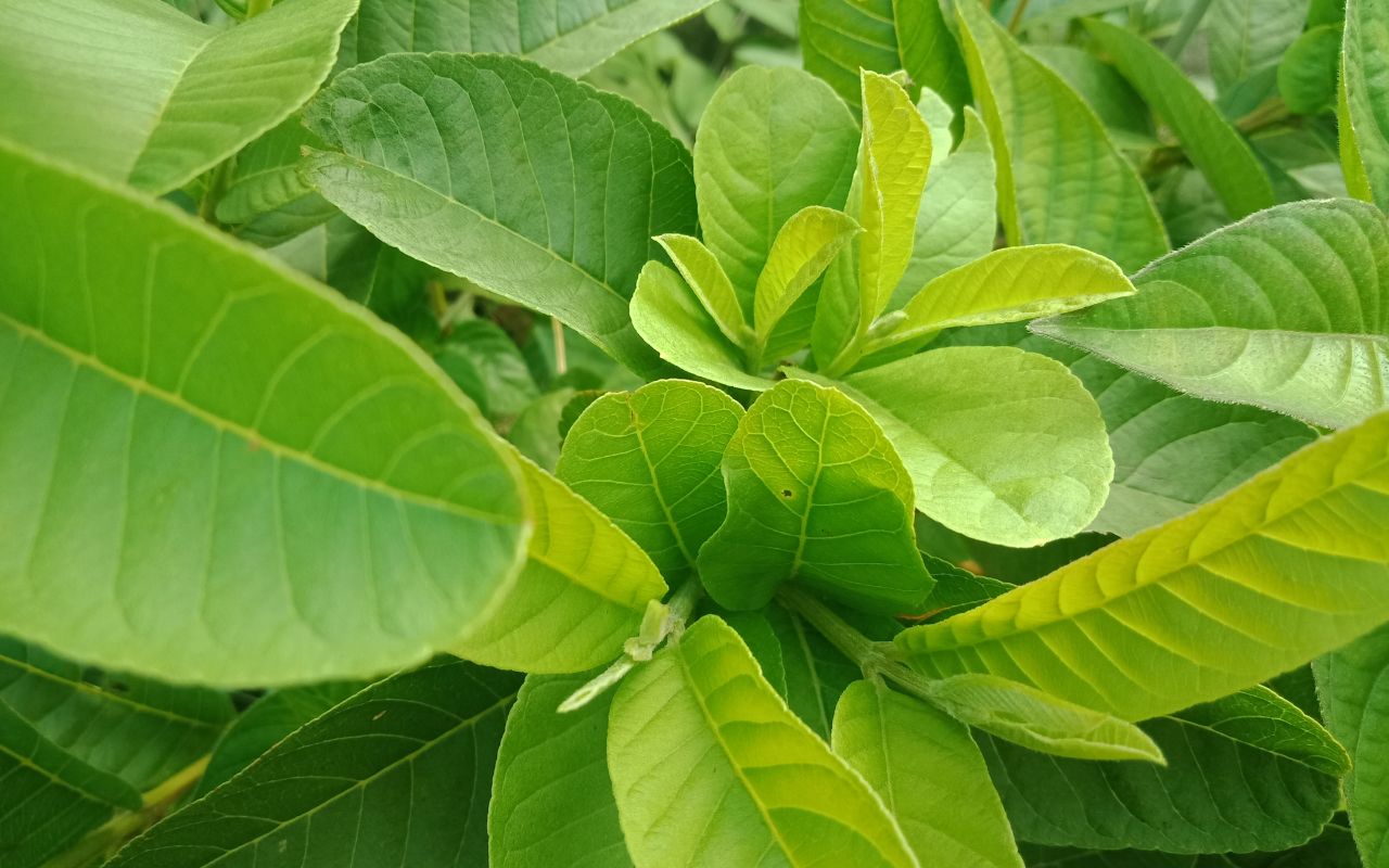 Uống Nước Lá Ổi Có Tác Dụng Gì? 8 Lợi Ích Bất Ngờ Bạn Nên Biết