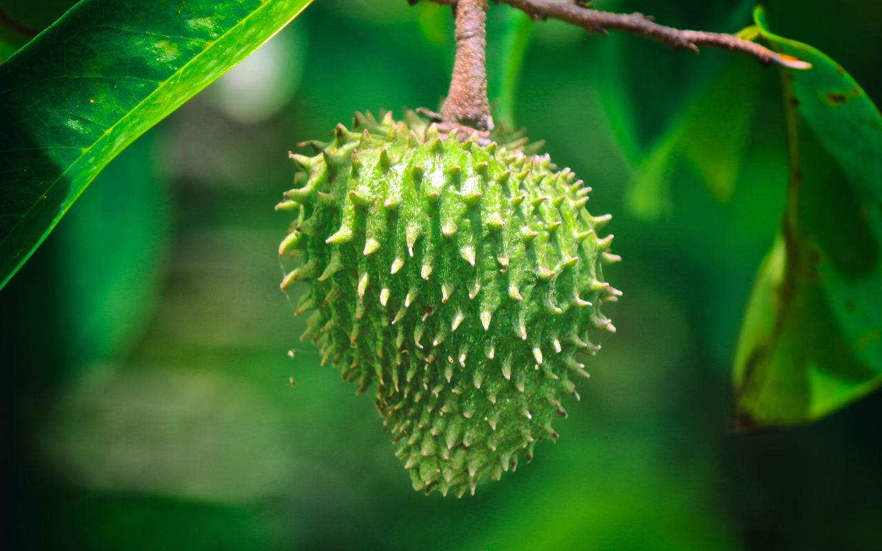 Cách Làm Trà Mãng Cầu Giảm Cân Đơn Giản Tại Nhà