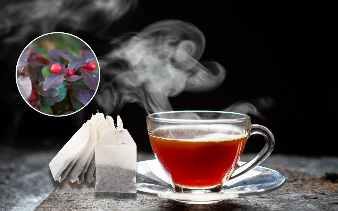 Công Dụng Trà Túi Lọc Cà Gai Leo – Hỗ Trợ Gan, Tăng Cường Sức Khỏe