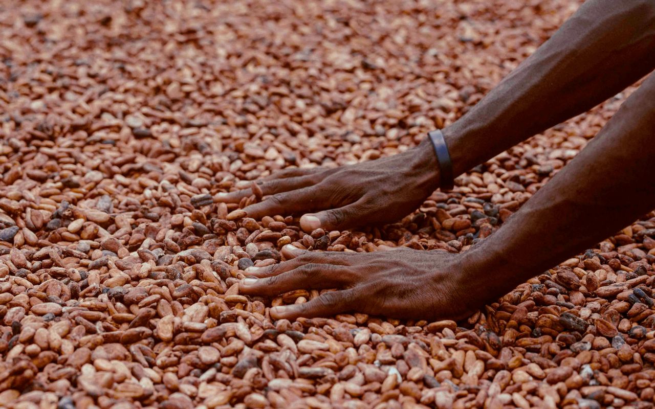 Cách làm cacao sữa nóng ấm áp, chuẩn vị