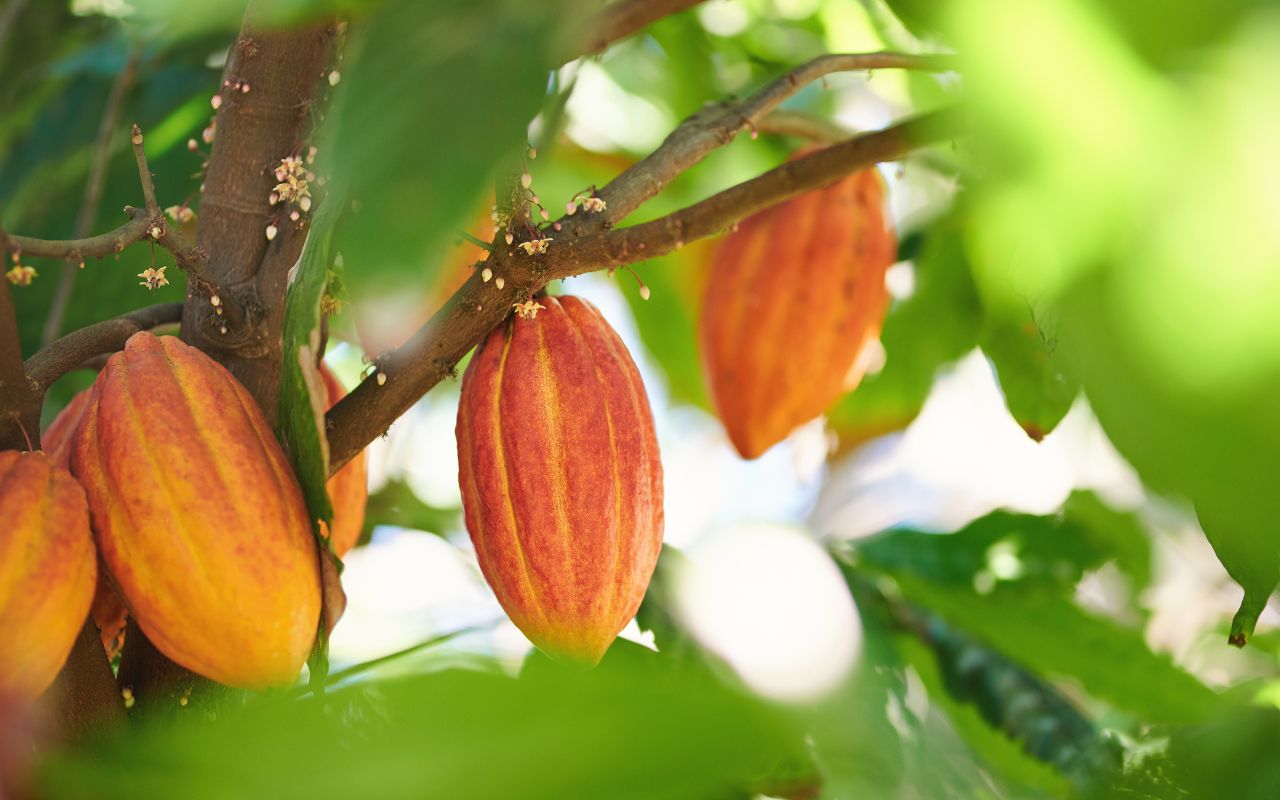 Công thức làm cacao đá mát lạnh, chuẩn vị