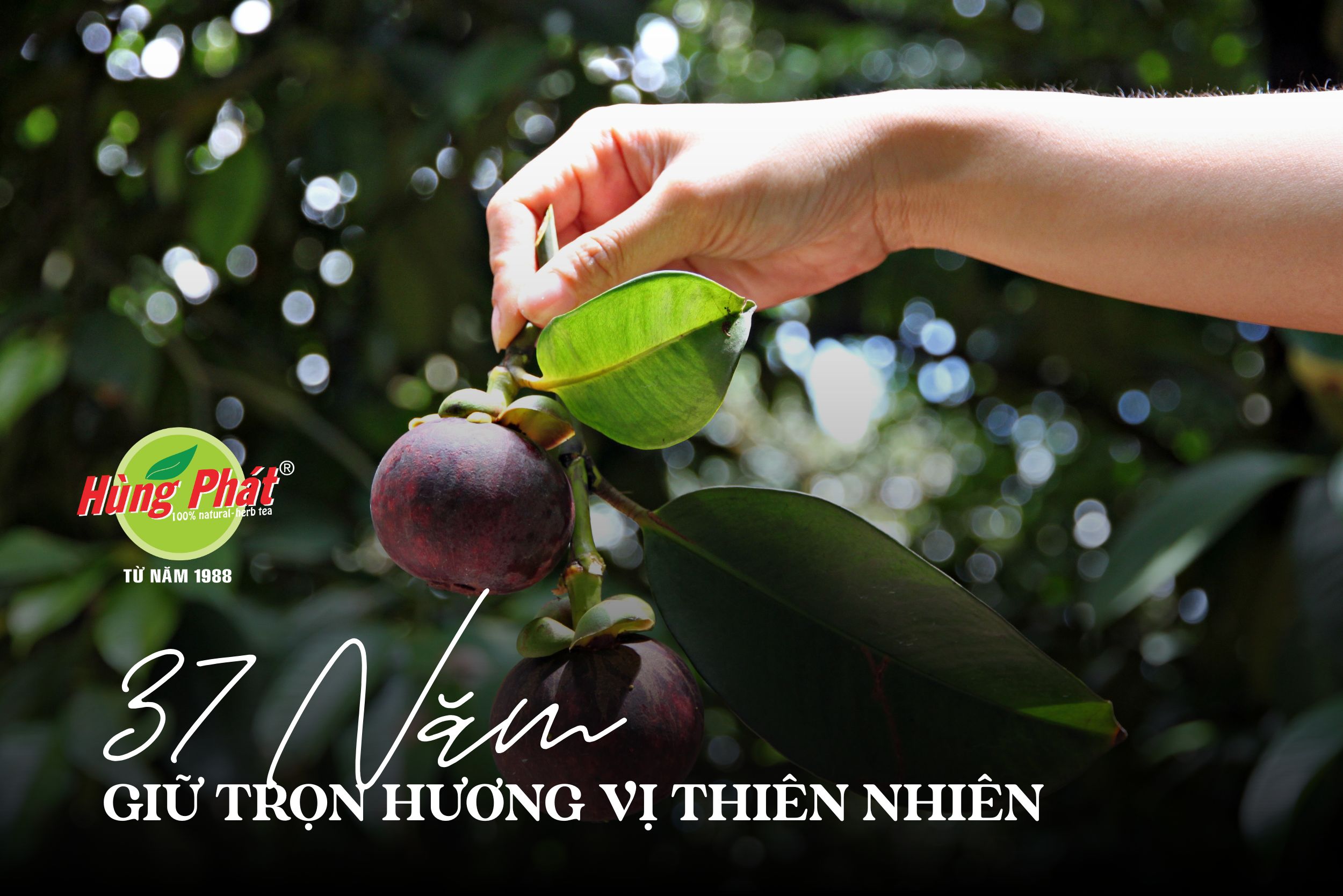 37 Năm Giữ Trọn Vị Thiên Nhiên