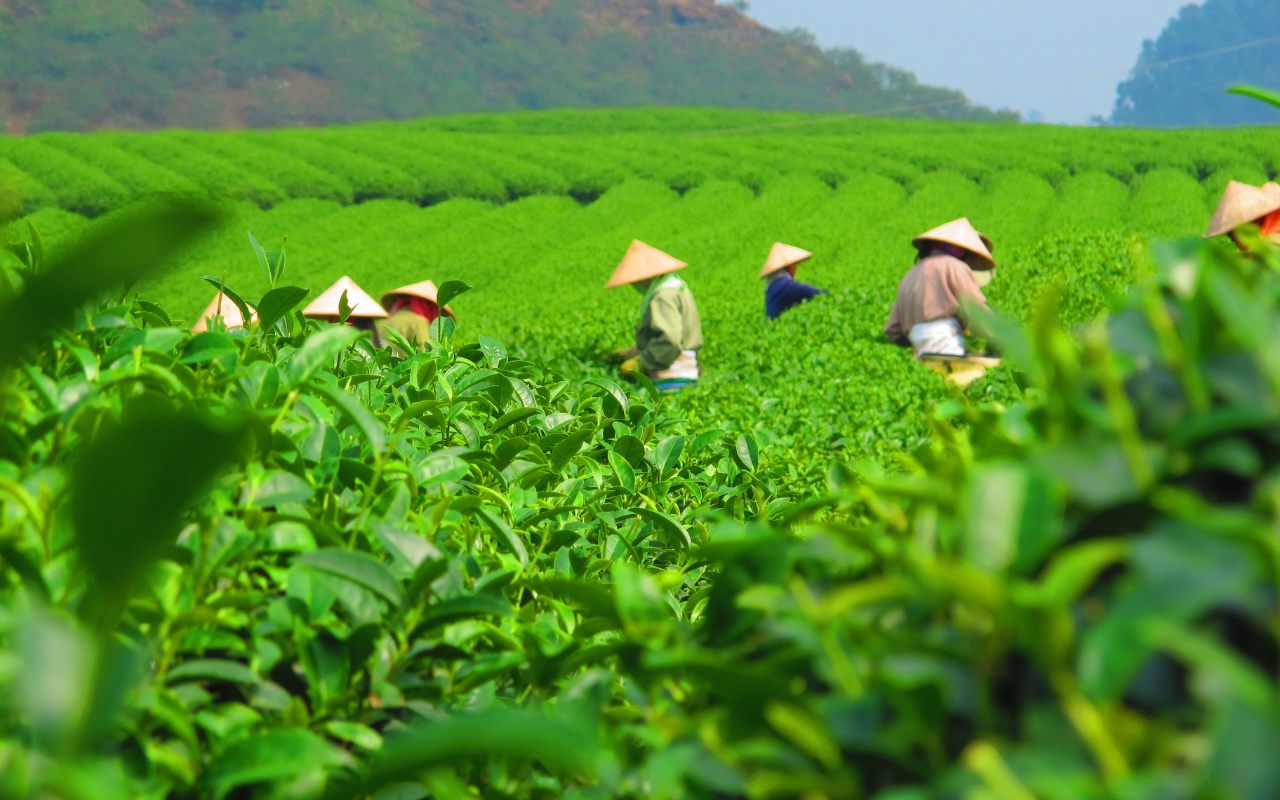 Trà mát gan giải độc tốt nhất hiện nay Đánh giá từ chuyên gia